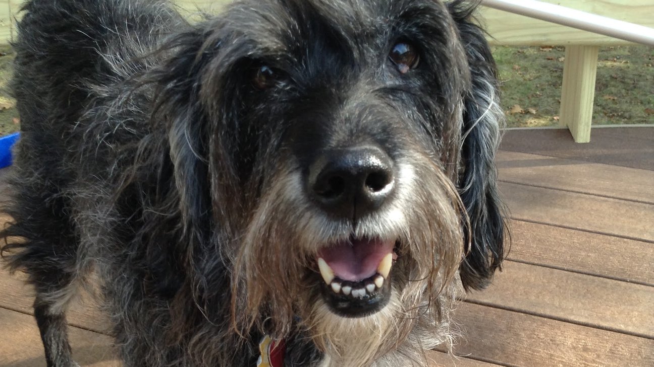 A photo of Shadow