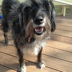 A photo of Shadow